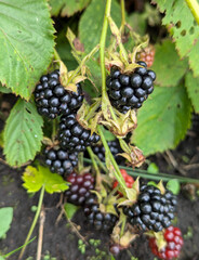 Blackberry on tree branch. Vitamin ingredient for dessert. Natural gardening.