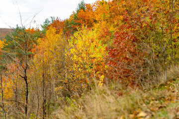Autumn forest with trees covered in yellow, orange, and red leaves on hillside. Natural woodland landscape photography. Autumn season and nature concept. Design for poster, banner, postcard, wallpaper