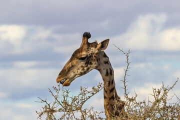 Amboseli National Park, Kenya: Maasai Giraffe Browsing on a Thorn Tree.