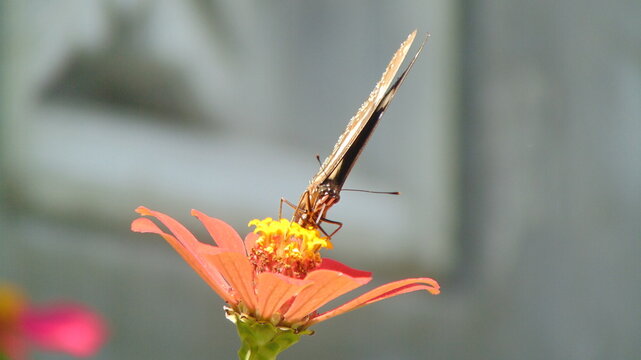 Butterfly on the flowers 