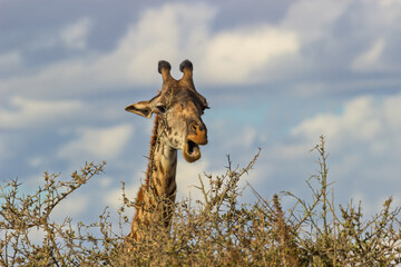 Amboseli National Park, Kenya: Giraffe Portrait in the Bush