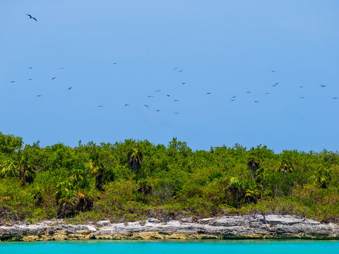 nu&eacute;e de fr&eacute;gates survolant le littoral de Isla Contoy