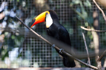 The toco toucan bird on the wood tree