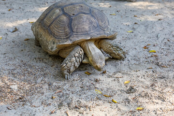 Sulcata tortoise in the garden at thailand
