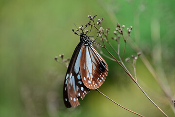 翅を休めているアサギマダラ