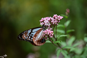 フジバカマを吸蜜中のアサギマダラ