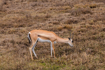 Serengeti National Park, Tanzania: Thomson's Gazelle Grazing in the Savanna