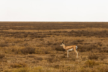 Serengeti National Park, Tanzania: Grant's Gazelle on the Arid Savanna