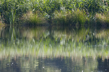 Tufts of grass are reflected in the pond, Reeds reflected in the lake, lake surrounded by reeds, the sun shines on the pond, calm water surface, Phragmites australis