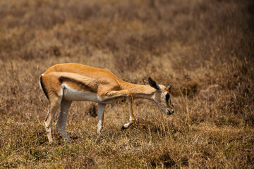 Serengeti National Park, Tanzania: Thomson's Gazelle Grazing in the African Savanna