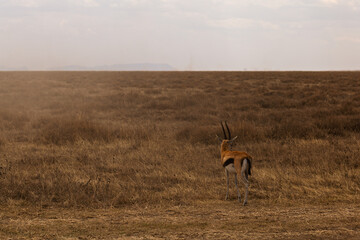 Serengeti National Park, Tanzania: Thomson's Gazelle on the Arid Savannah