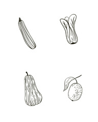 hand drawn vector illustration of vegetables