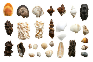A variety of beautiful seashells in different shapes, sizes, and textures isolated on white background.