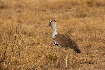 Serengeti National Park, Tanzania: Kori Bustard in the Golden Grasslands