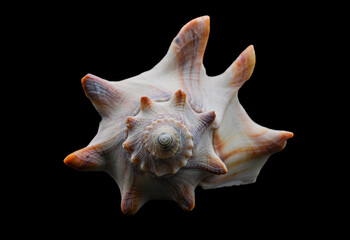 sea shell isolated on black