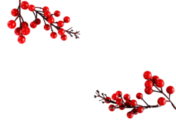Red berries branches fir ornament frame isolated cutout object on transparent background .