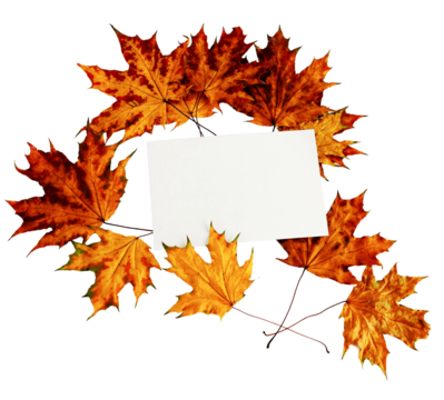 Blank paper card mockup and autumn leaves fall isolated png file cutout object on transparent background . Copy space. Mockup, greeting card, holiday concept.