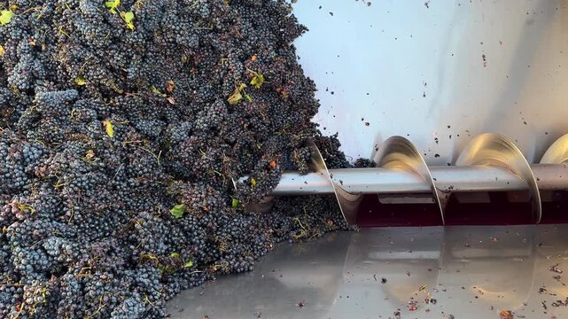Close-up of red grape destemming and crushing machine in action during wine production process at modern winery