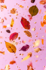 Colorful autumn leaves falling against a soft pink background, capturing the essence of harvest season