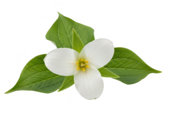 Elegant white trillium flower with vibrant green leaves, symbolizing purity and nature's beauty.