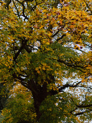 Full canopy of a large, mature tree covered in beautiful yellow, orange, and deep green autumn leaves against a bright overcast sky.