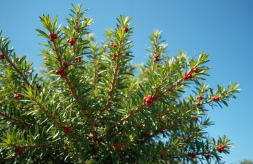 Mastic tree branches with green leaves, red berries against clear blue sky. Pistacia lentiscus plant with evergreen foliage, ripe fruit. Nature outdoor scenery with vibrant colors, rich vegetation.