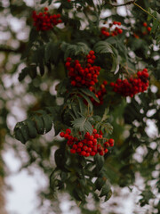 Obraz premium Close-up of bright red clusters of rowan or similar autumn berries hanging from dark green leaves on a tree against a blurred background.