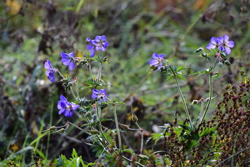 letzte Blumen auf der Wiese