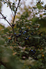 Close-up of small, round, dark blue sloe wild plum berries growing on a thorny bush with green and yellowing leaves.