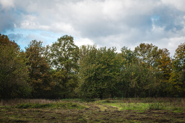 Serene meadow under cloudy skies with lush greenery and a hint of autumn colors