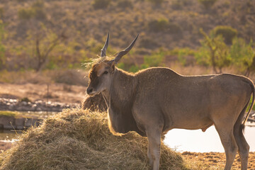 Elenantilopen-Bulle auf einem Feld in S&uuml;dafrika