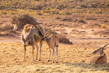Elenantilope s&auml;ugt ihr Baby auf einem Feld in S&uuml;dafrika