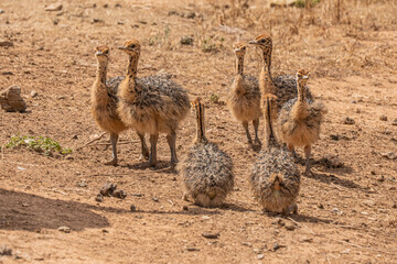 Strau&szlig;enbabys auf einer Farm in S&uuml;dafrika