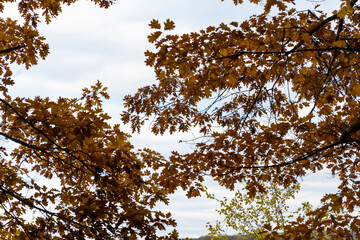 Tree branches with brown autumn oak leaves against the sky. Natural foliage background with copy space. Autumn season and nature concept for design, poster, wallpaper, and banner.