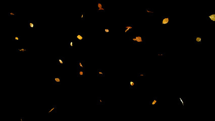 Falling Beech Leaves – Autumn Scene Isolated on Black. Photo for Seasonal Design, Background Overlays, or Creative Visuals.