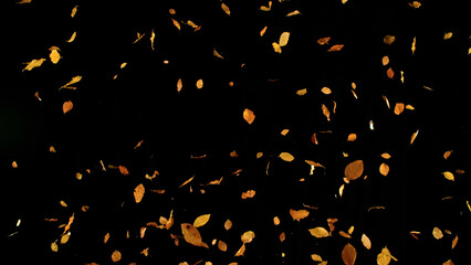 Falling Beech Leaves – Autumn Scene Isolated on Black. Photo for Seasonal Design, Background...