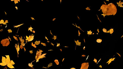 Falling Autumn Leaves. Mix of Maple and Beech. Isolated on Black Background.  Still for Seasonal...