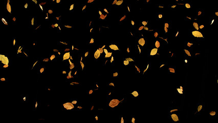 Falling Beech Leaves – Autumn Scene Isolated on Black. Photo for Seasonal Design, Background...