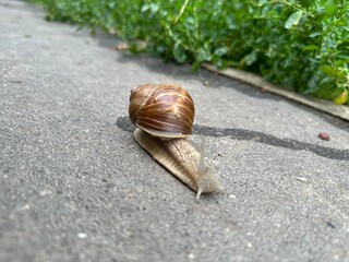 snail on a road