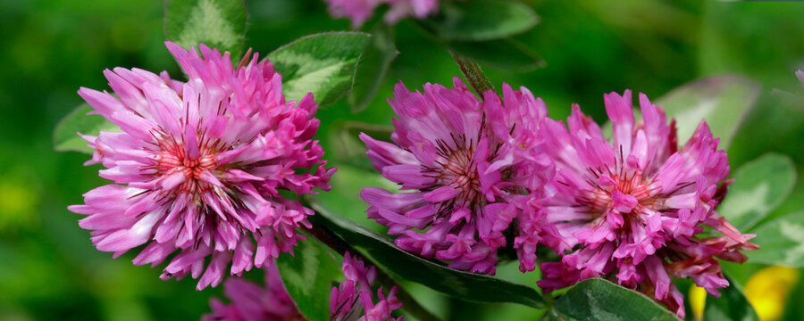 Wiesenklee (Trifolium pratense) auch Rotklee, Bl&uuml;tenstand, Panorama 