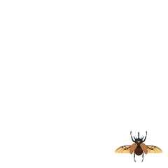 Horn beetle template background. Rhinoceros beetle banner. Copy space and negative space