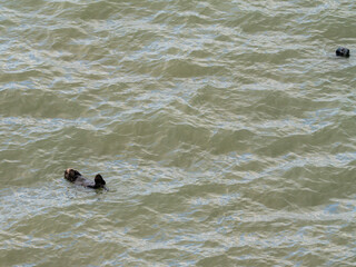 北海道　げっ歯類　ラッコ　海獺　らっこ　猟虎　野生　海