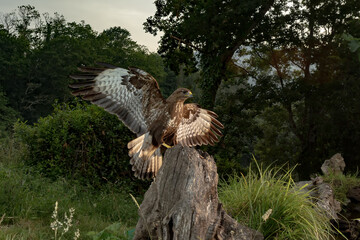 Solitary Common Buzzard (Buteo buteo) Spreading Wings