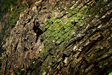 Casca de árvore com musgo