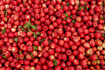 Massive Pile of Freshly Harvested Apples. Abundance of Red Apples in the garden. 