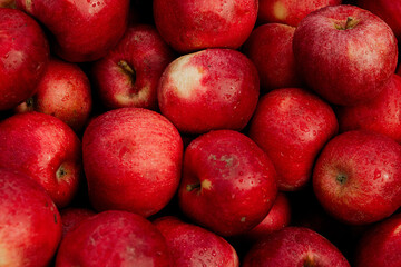 Massive Pile of Freshly Harvested Apples. Abundance of Red Apples in the garden. 