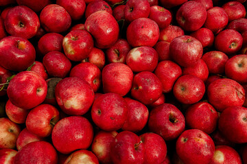 Massive Pile of Freshly Harvested Apples. Abundance of Red Apples in the garden. 