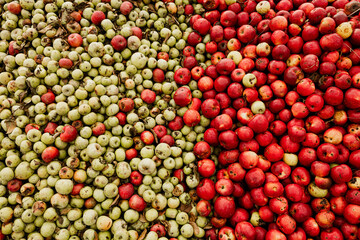 Massive Pile of Freshly Harvested Apples. Abundance of Red Apples in the garden. 