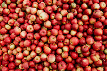 Massive Pile of Freshly Harvested Apples. Abundance of Red Apples in the garden. 