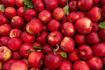 Massive Pile of Freshly Harvested Apples. Abundance of Red Apples in the garden. 